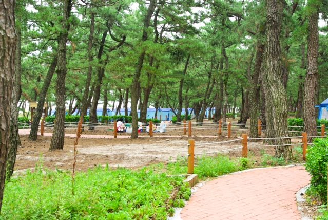 2. 연곡 해변 솔밭